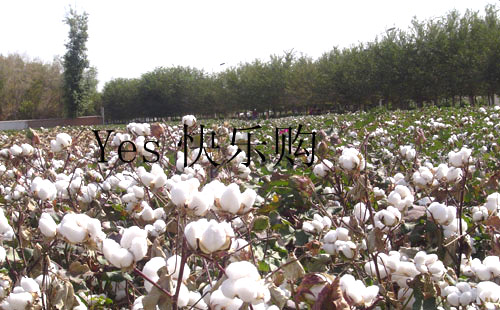 什么是长绒棉及长绒棉的特点